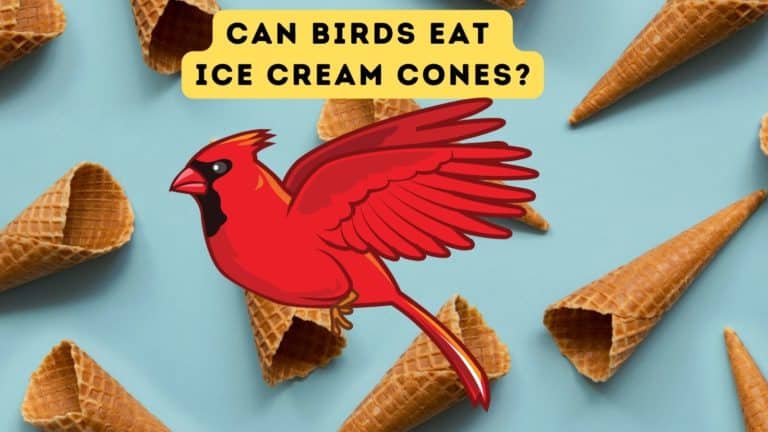 Can Birds Eat Ice Cream Cones?