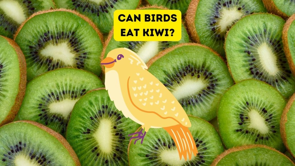 background of sliced kiwi fruits with cartoon of yellow bird in foreground