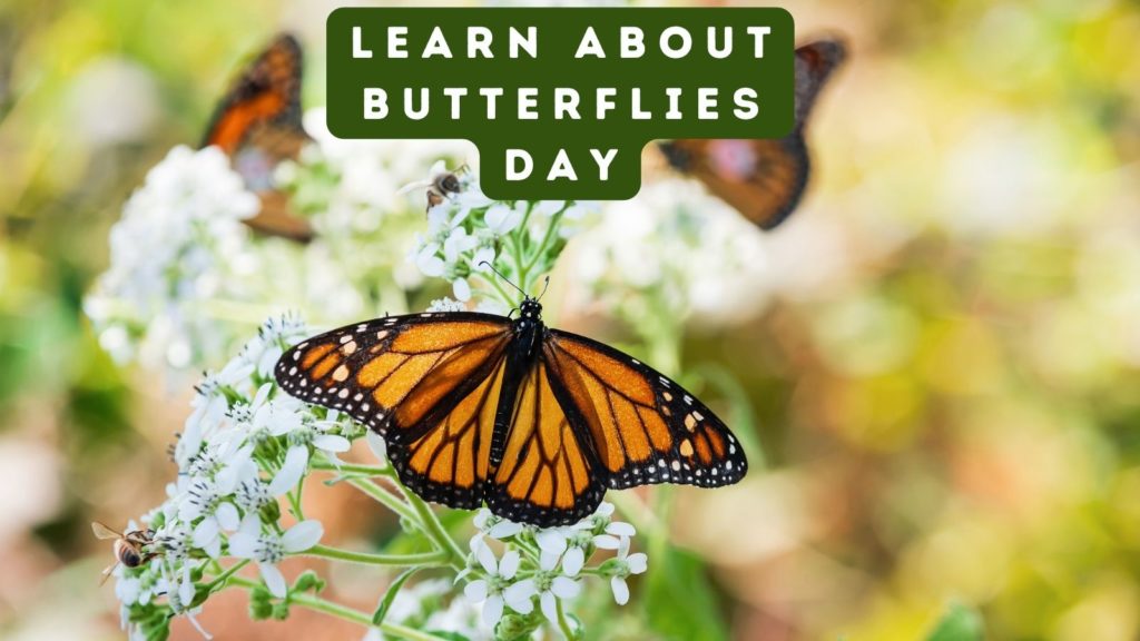 Monarch butterfly on white flowers