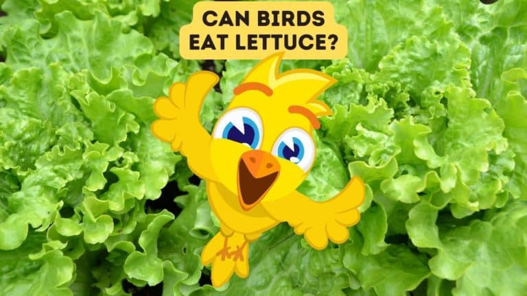 Can Birds Eat Lettuce?