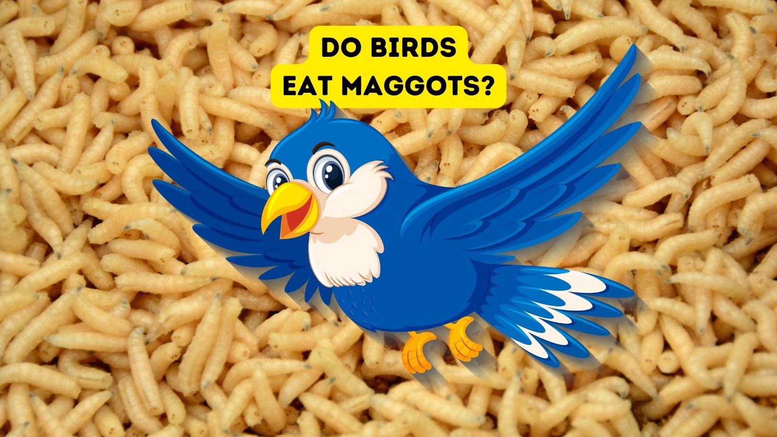 Do Birds Eat Maggots?