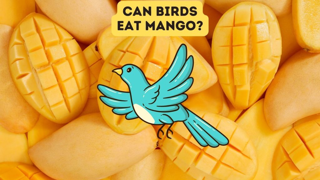 closeup of sliced mango with a cartoon of a blue bird in center of image with words "can birds eat mango" at the top of image