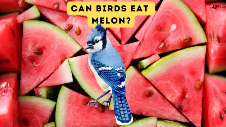 Can Birds Eat Melon?