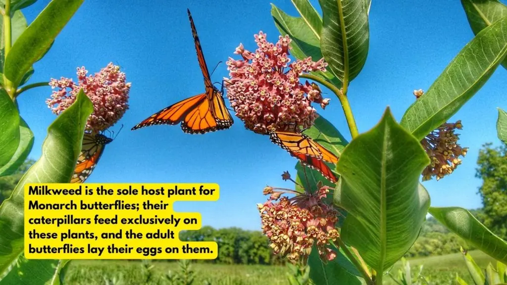 image of monarch butterfly feeding on milkweek.