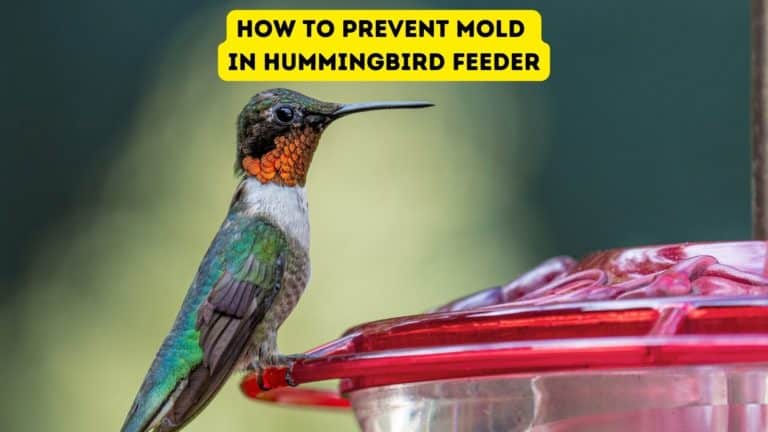 How to Prevent Mold in Hummingbird Feeder