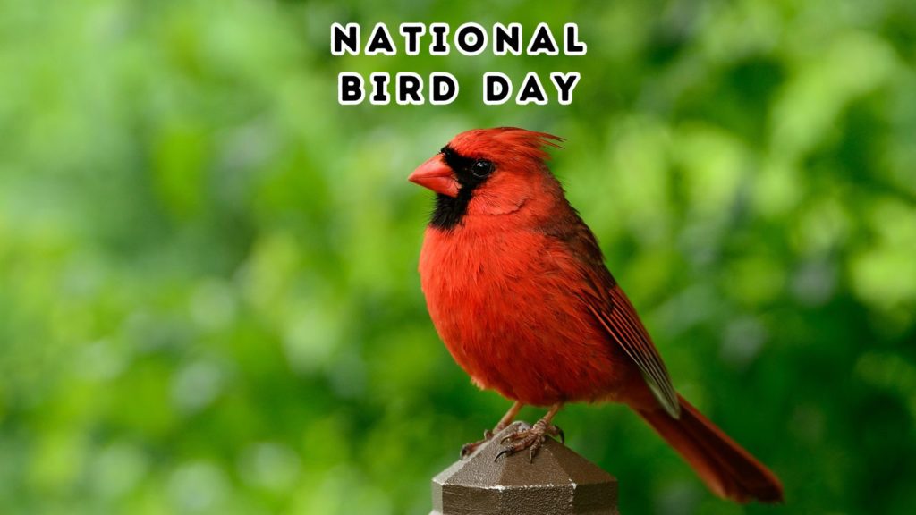 photo of Cardinal with blurry backdrop of foliage with words National Bird Day at top of image