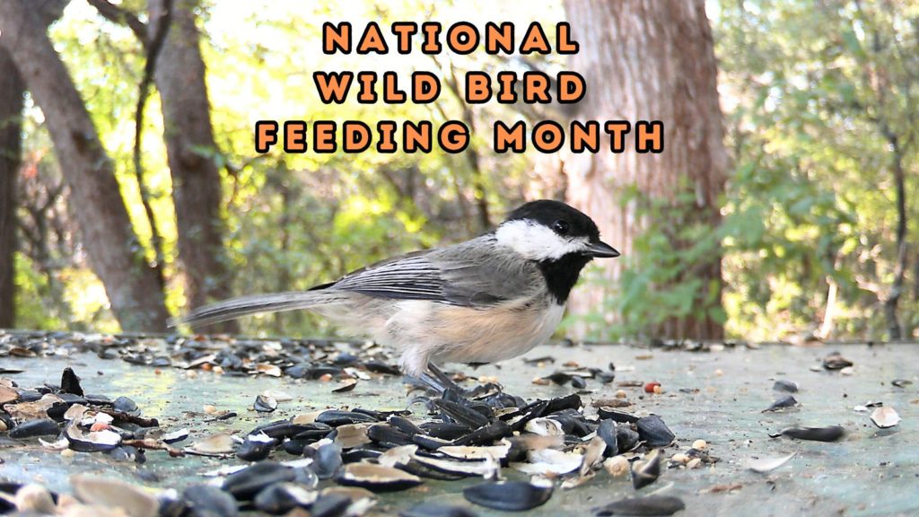 Carolina Chickadee at bird feeder with words National Wild Bird Feeding Month at top of image