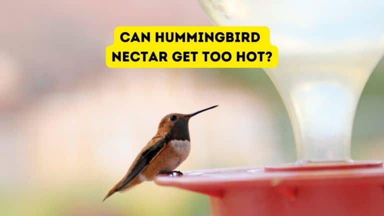 Can Hummingbird Nectar Get Too Hot?