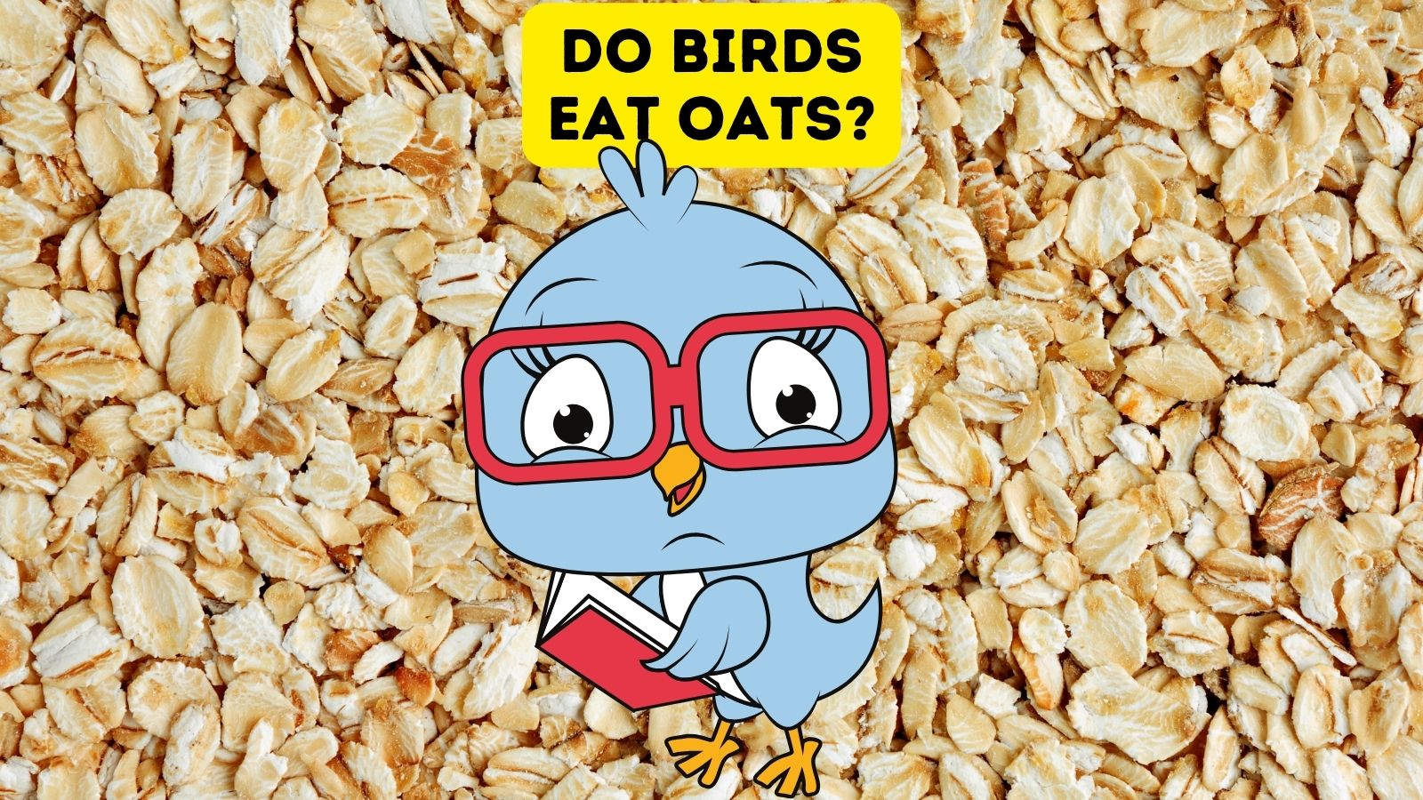 Do Birds Eat Oats Do Birds Eat Oats