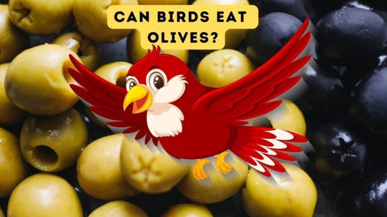 Can Birds Eat Olives?