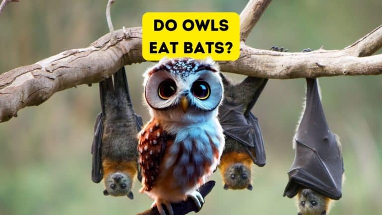 Do Owls Eat Bats?