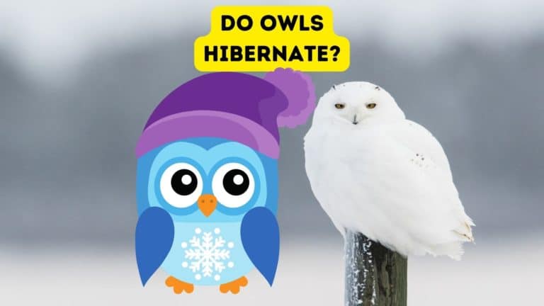 Do Owls Hibernate?