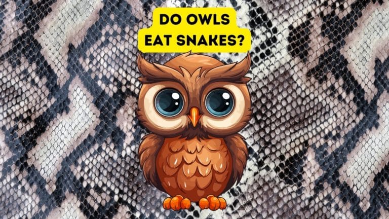 Do Owls Eat Snakes?