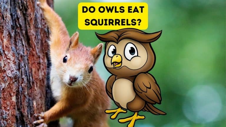 Do Owls Eat Squirrels?