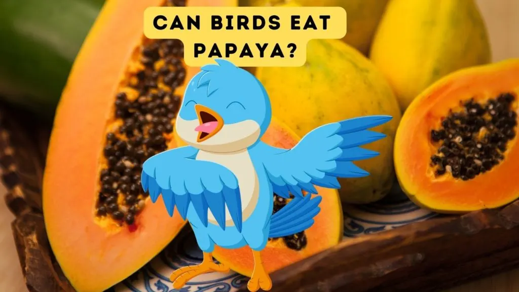 Can Birds Eat Papaya?