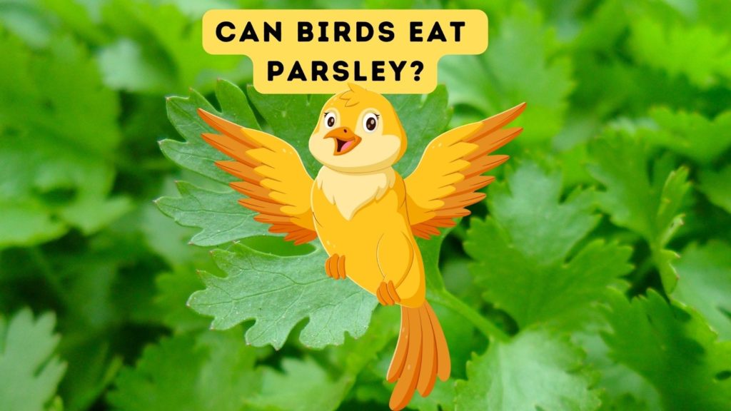 closeup of parsley with orange bird cartoon in center of image with words "can birds eat parsley" at top of image
