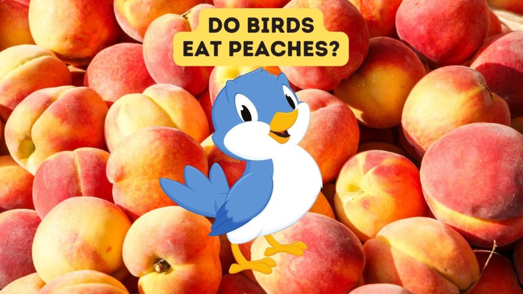 closeup of many ripe peaches with cartoon of blue and white bird in center of image with words "can birds eat peaches" at top of image
