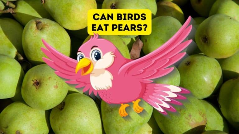 Do Birds Eat Pears?