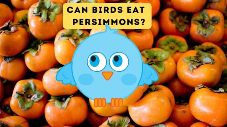 Can Birds Eat Persimmons?
