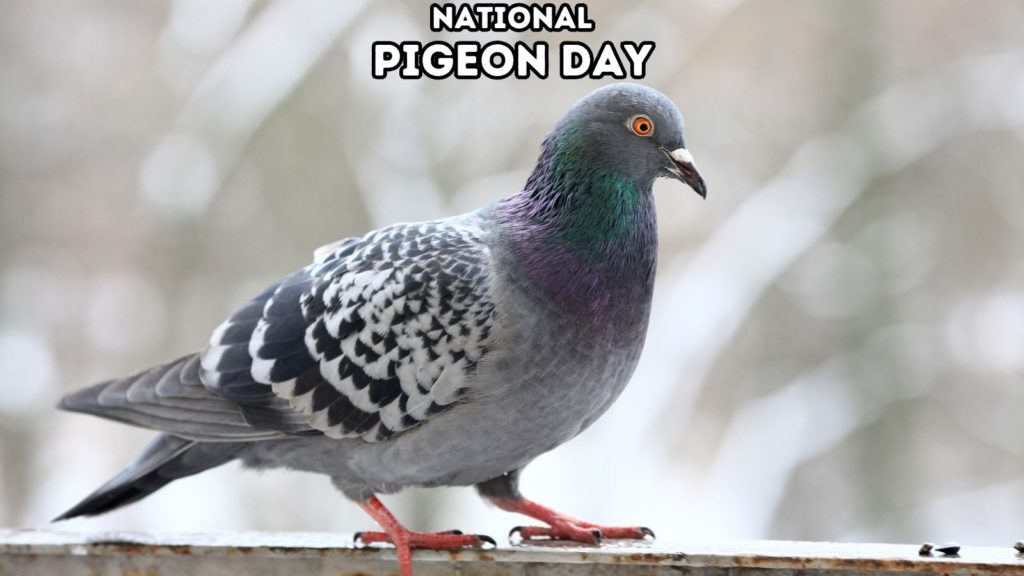 close up image of pigeon with blurry background; words National Pigeon Day at top of image