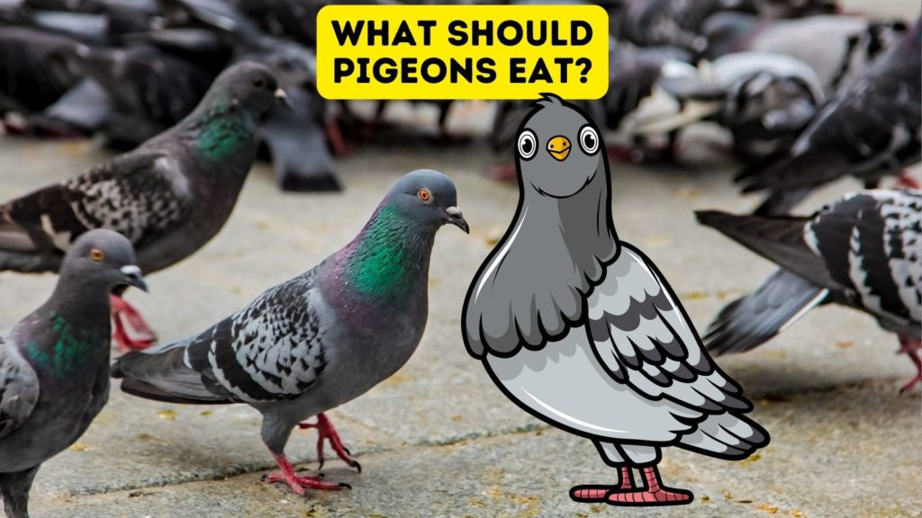 photo of pigeons foraging on ground with cartoon pigeon in center of image with words "what should pigeons eat" at top of image