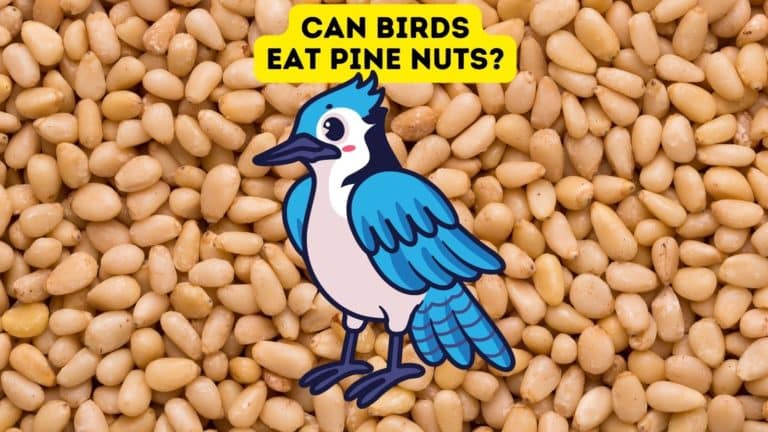 Can Birds Eat Pine Nuts?