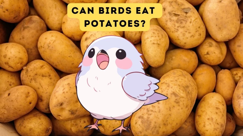 background image of potatoes with cartoon bird overlay