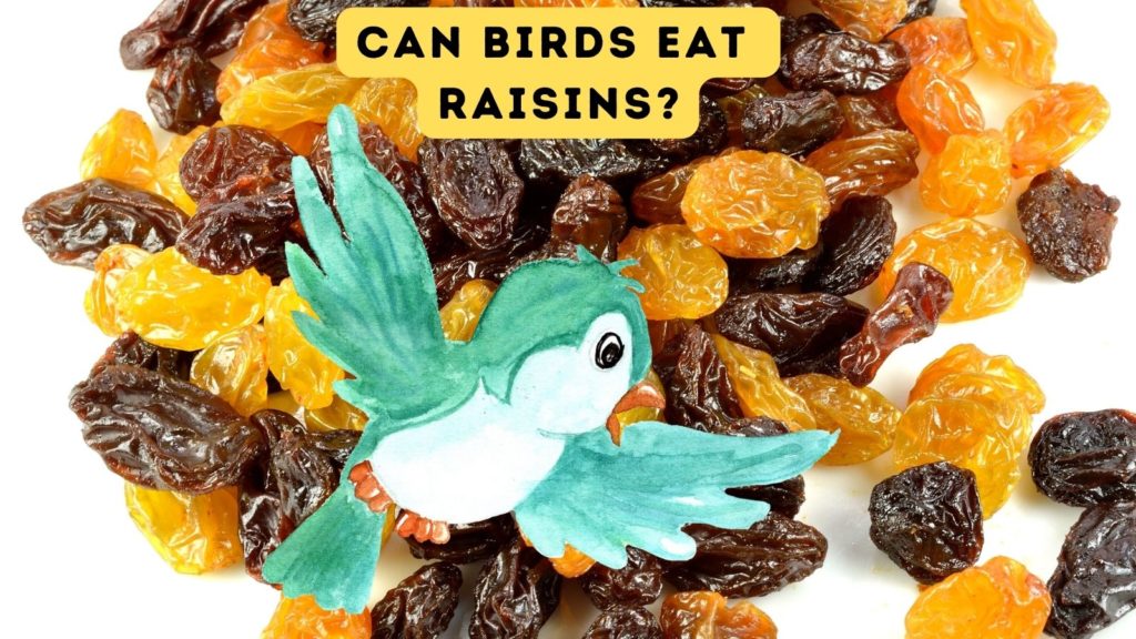 image of raisins and sultanas with graphic of green bird cartoon on top. The words can birds eat raisins appear at the top of the image.