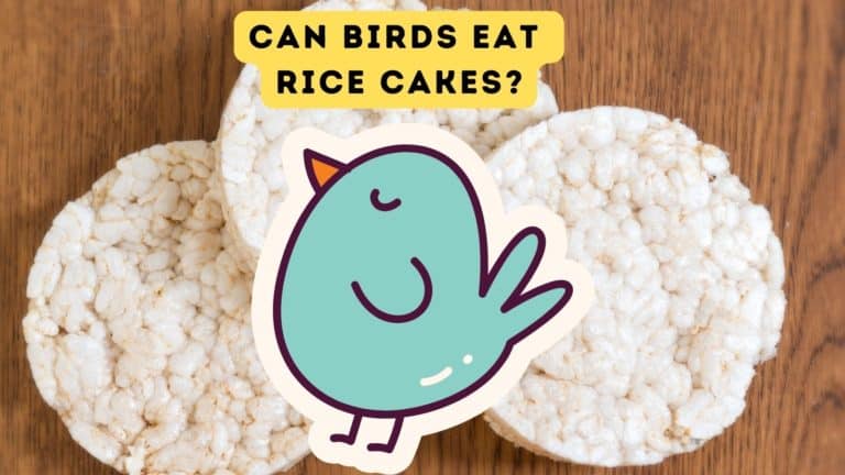 Can Birds Eat Rice Cakes?