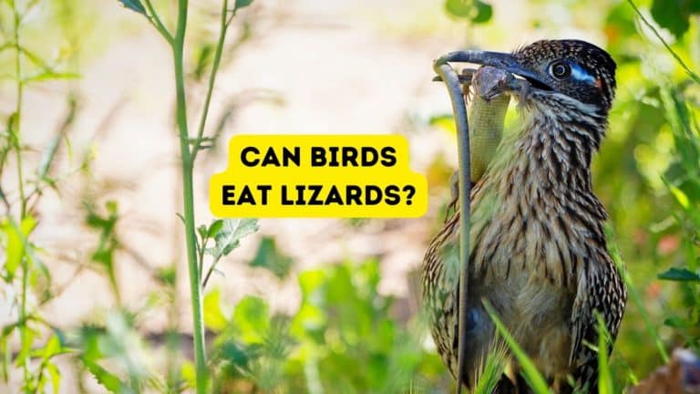 Can Birds Eat Lizards?