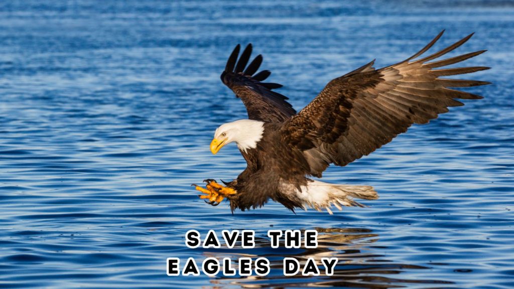 photo of bald eagle catching prey above surface of lake. the words Save the Eagles Day are at the bottom of the image.