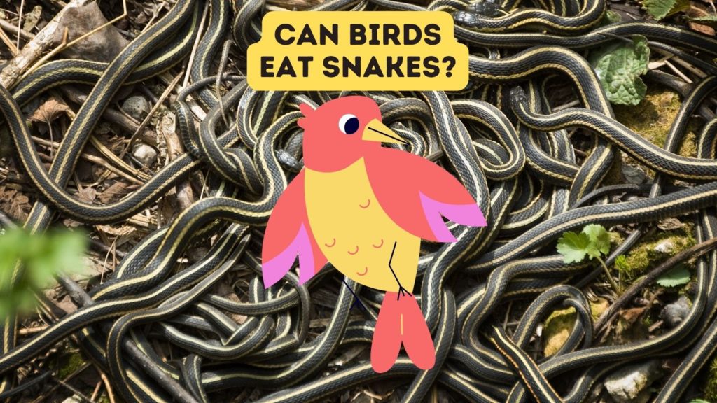 closeup of many snakes with cartoon bird in center of image and words "can birds eat snakes" in top of image