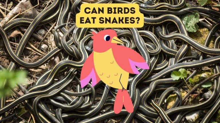 Do Birds Eat Snakes?