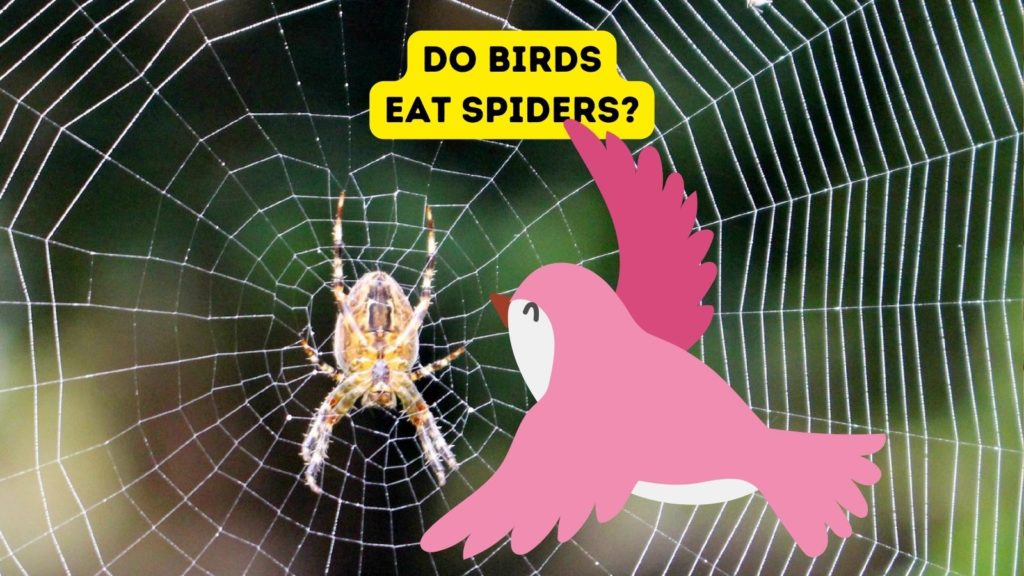 closeup photo of spider in web with pink cartoon bird in center of image