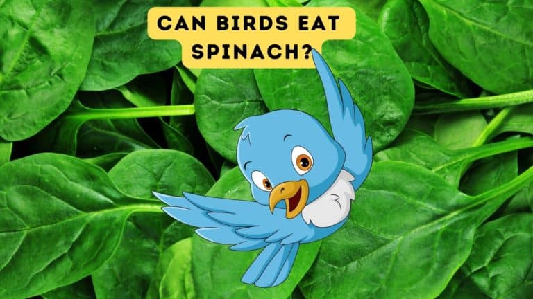 Can Birds Eat Spinach?