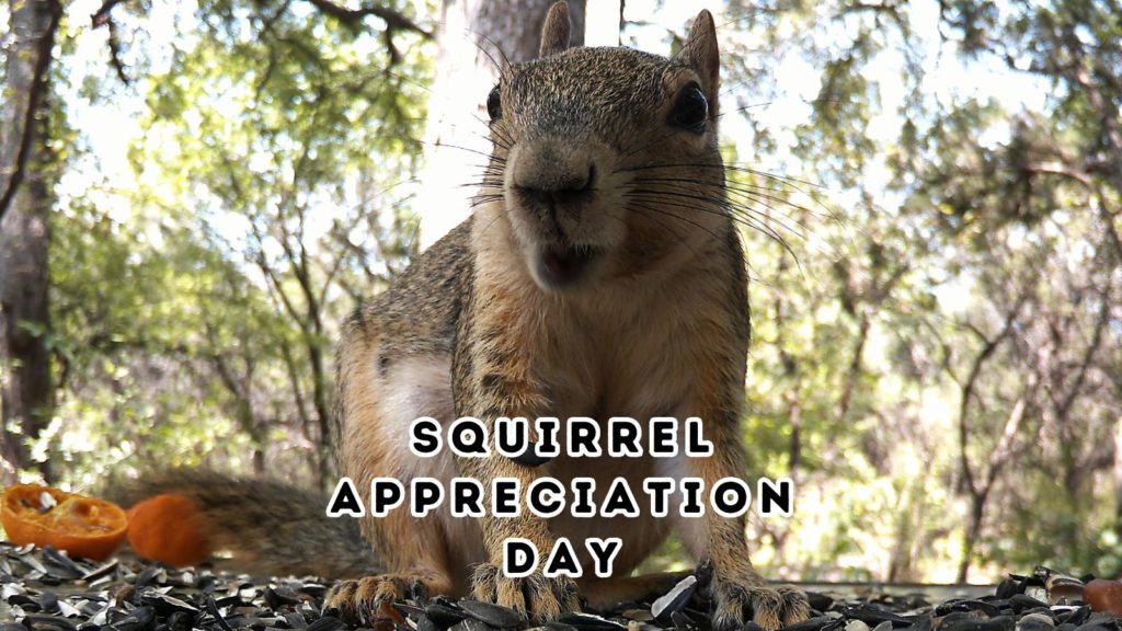 photo of squirrel at bird feeder looking directly at camera