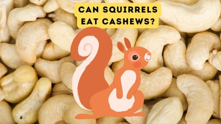 Can Squirrels Eat Cashews?
