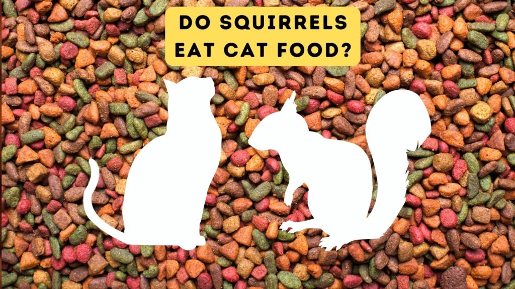 background image of cat food with silhouettes of cat and squirrel over the image with words "do squirrels eat cat food" at top of image