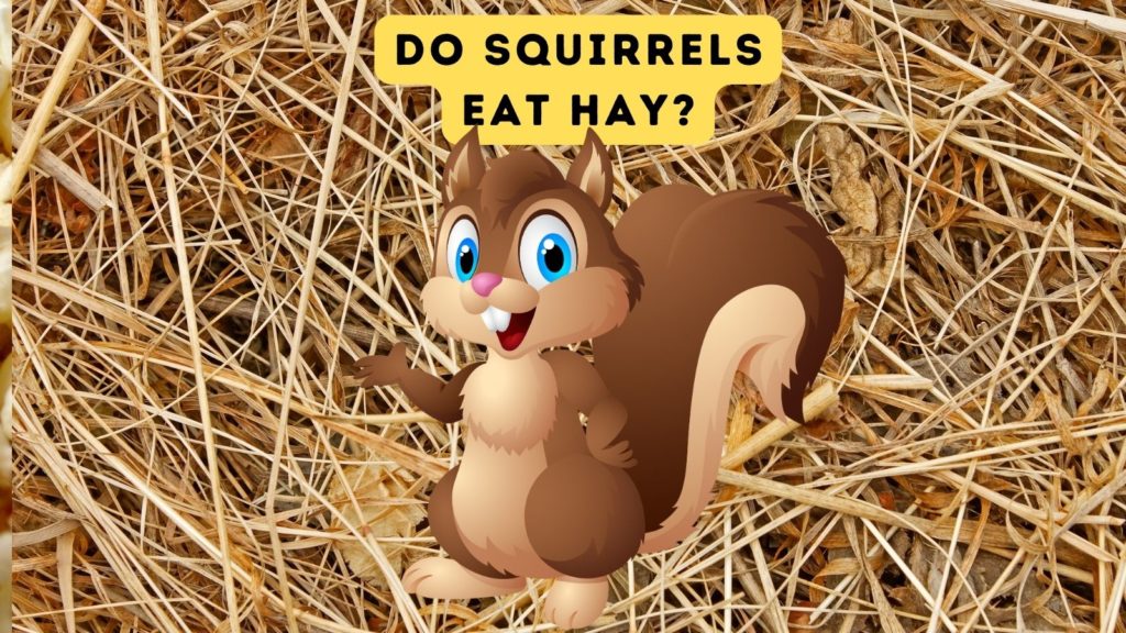 closeup of hay with cartoon of squirrel in center of image
