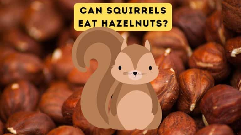 Can Squirrels Eat Hazelnuts?