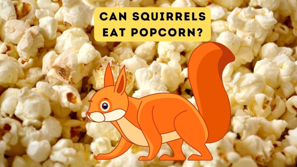 closeup photo of popped popcorn with cartoon squirrel in center of image