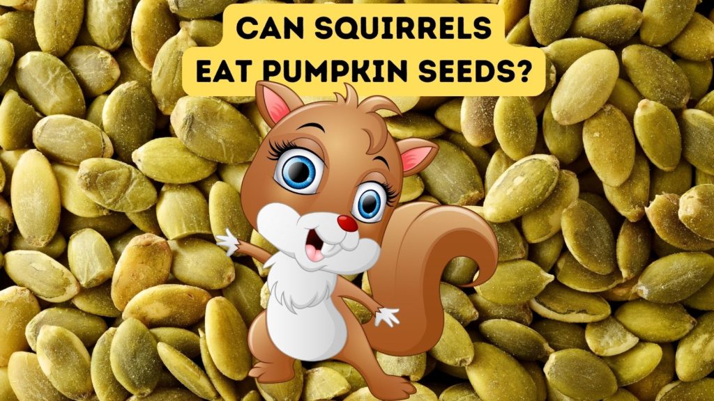 closeup of pumpkin seeds with cartoon squirrel in center of image with words can squirrels eat pumpkin seeds at top of image