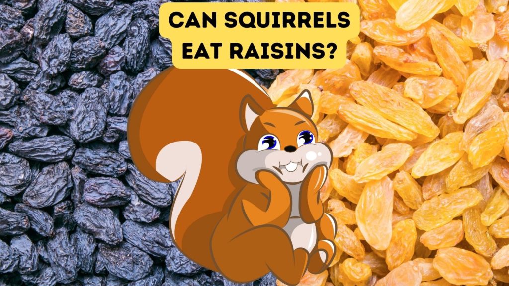 closeup photo of raisins and sultanas with a cartoon squirrel in center and words "can squirrels eat raisins" at the top of image