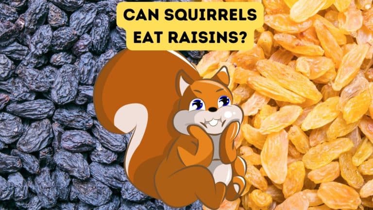 Can Squirrels Eat Raisins?