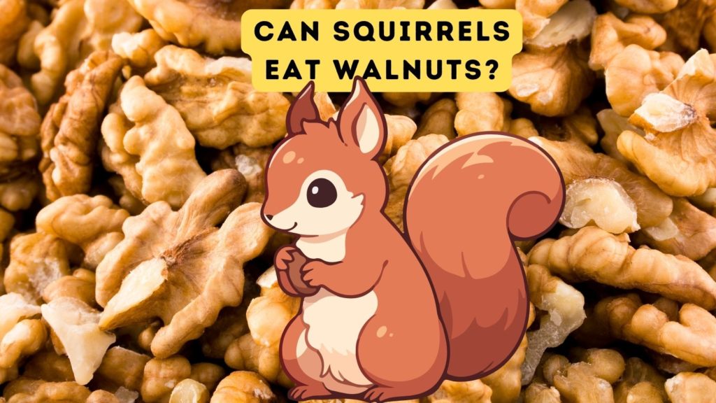 photo of shelled walnuts with cartoon squirrel holding a nut in the center of the image