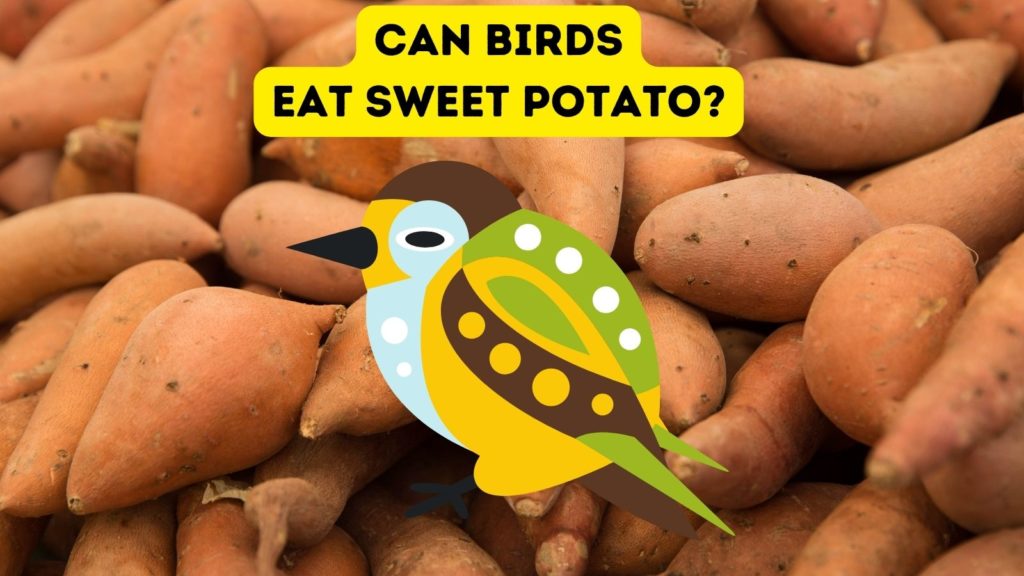 photo of uncooked sweet potatoes with cartoon bird in center of image and words "can birds eat sweet potatoes" at top of image