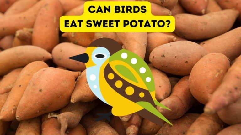 Can Birds Eat Sweet Potato?