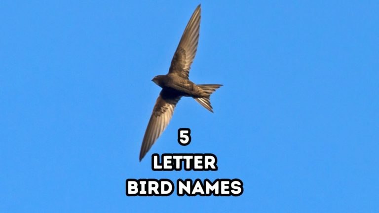 6 letter bird name starting with to and t