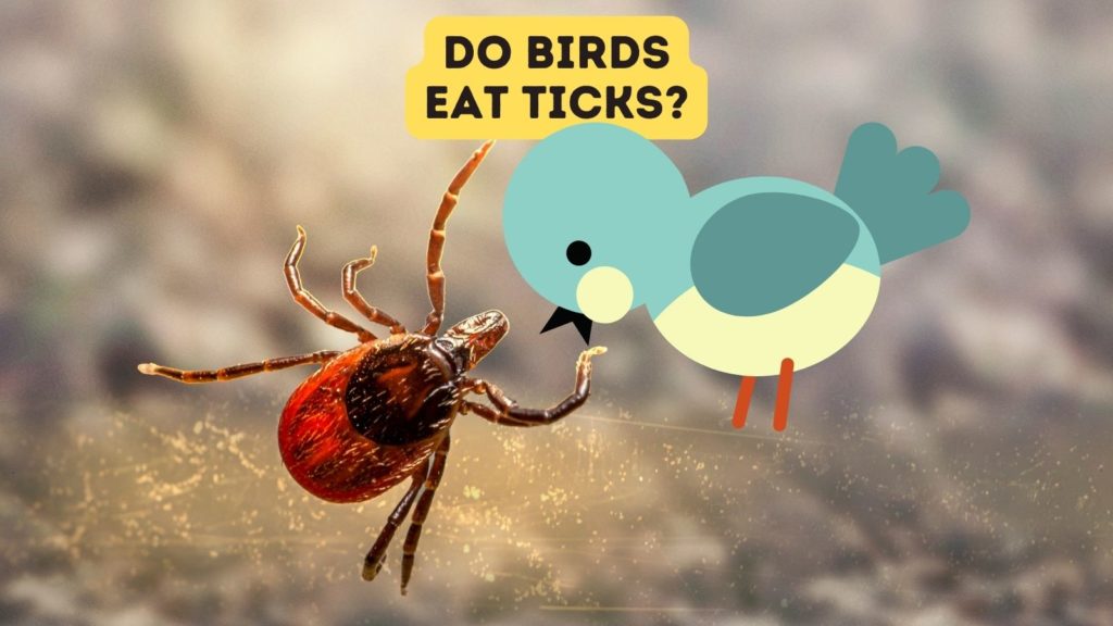 closeup image of tick with cartoon bird leaning over the tick. Words "do birds eat ticks" is in top of image.