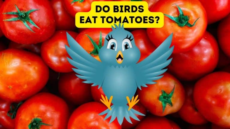 Do Birds Eat Tomatoes?